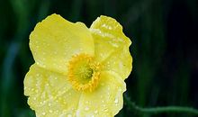 假如我是一滴露珠