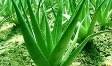 芦荟