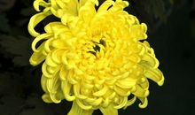 不是花中偏爱菊