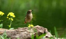向往自由的小鸟