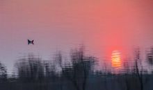 道是无情却有情