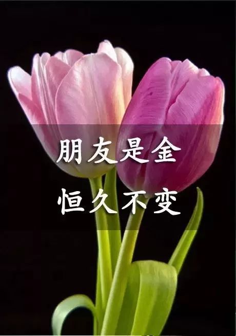 友谊花