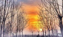 记忆中的杨树林