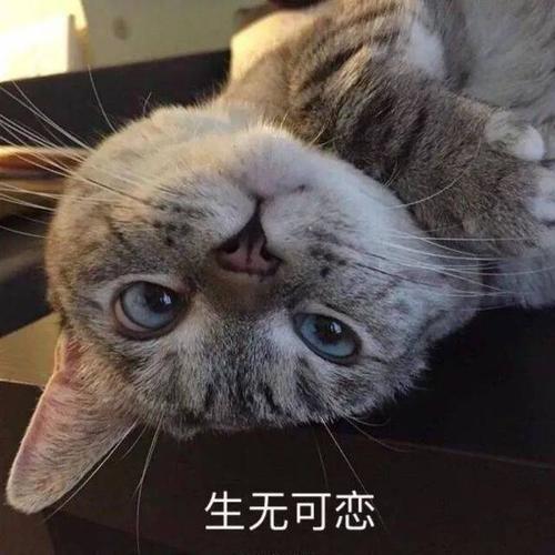 想象一下构图：会说外语的猫