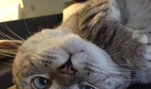 想象作文：会说外语的猫