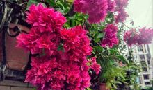 美丽的三角梅_250字