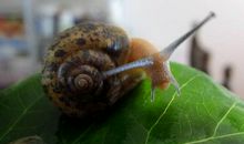 我是一只小小的蜗牛