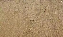 想象作文:我的归宿在大海