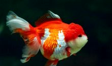 我爱美丽的金鱼