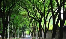 最美丽的林阴大道