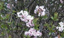 又到丁香花开时