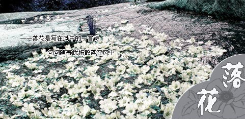 落花也很美