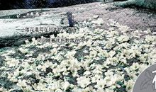 落花也美丽