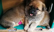 活泼可爱的小狗