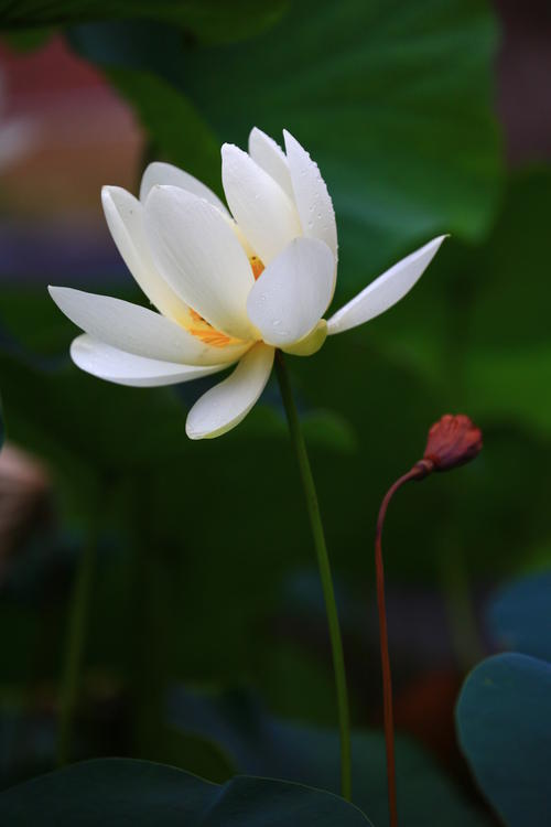 莲花的生活