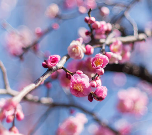 我是桃花