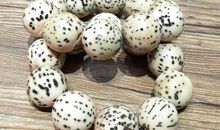 菩提一梦多少年