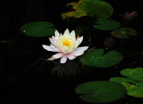 夏莲