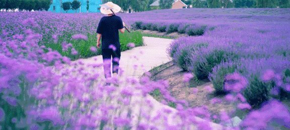 薰衣草，具有记忆力_400个单词