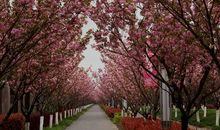 那树又要发芽了