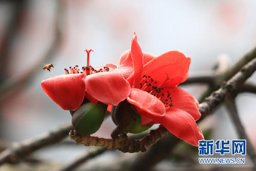 木棉花永不离开_500字