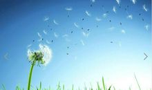 我愿做朵蒲公英