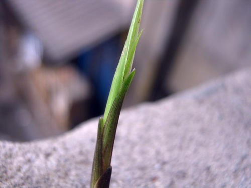 奇妙的小草