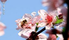 桃李不言，下自成蹊