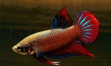 睁着眼睛睡觉的鱼