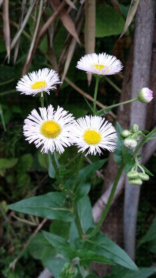 四个季节的草