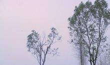 伴我成长的那棵树