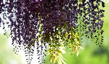 四季的紫藤长廊