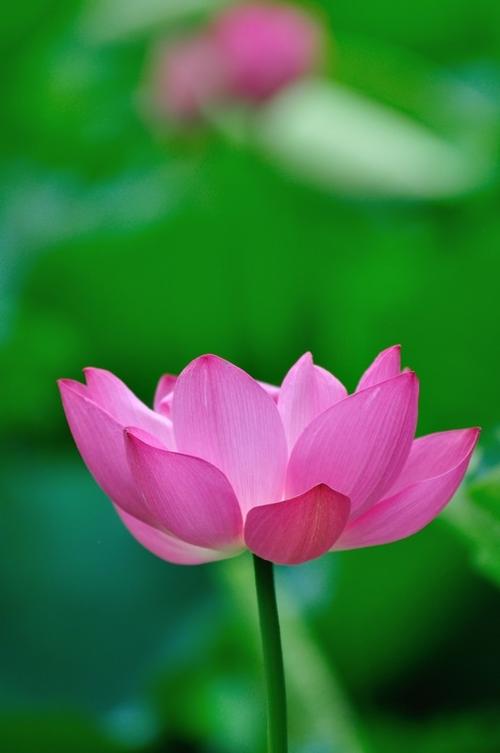 Lotus_200字
