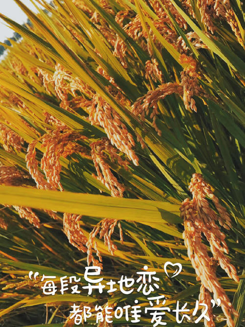 如果还有机会
