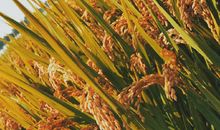 假如再有一次机会