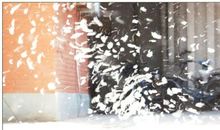 又是一个柳絮纷飞的季节