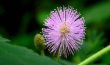 “害羞”的含羞草