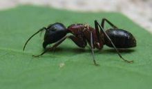 假如我变成了蚂蚁