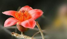 藏在花朵中的父爱