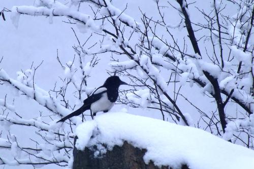 雪爱