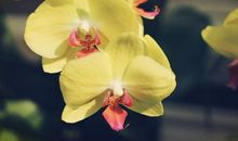 在飘香的季节守候花开