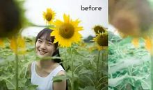 读《坐在向日葵上的女孩》有感