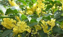 我最喜欢的桂花