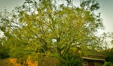 我喜欢的小槐树