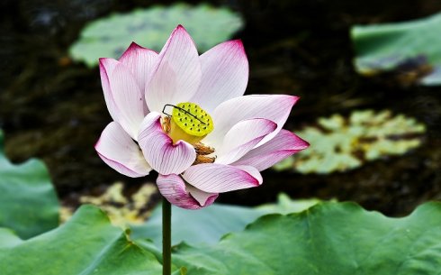 红莲花之都-滕州