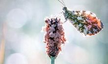 飞舞在胡从中的蝴蝶