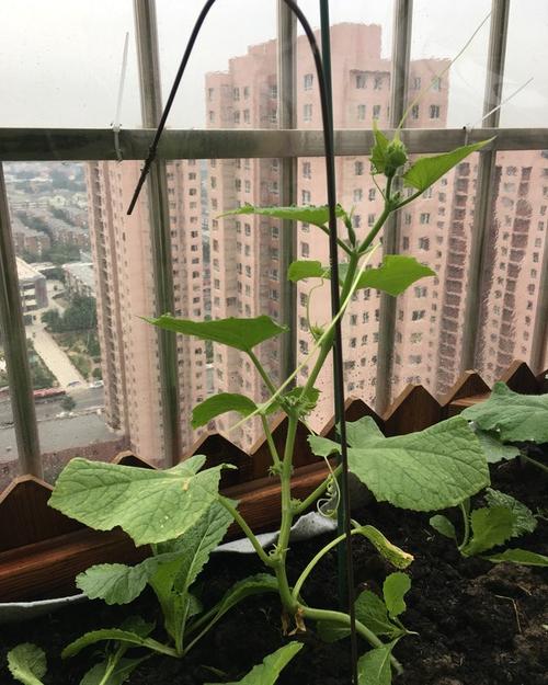 我的菜园