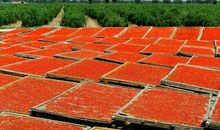 枸杞之乡——宁夏