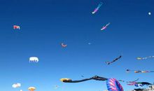 小鸟的家园_300字