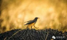 我和鸟儿有个约会